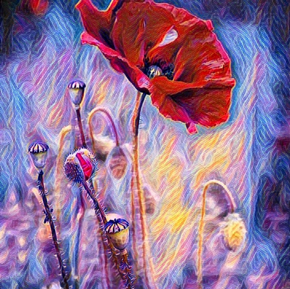 Watercolor Print of Poppy in Home Decor SALE!